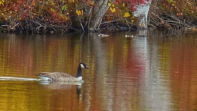 Gans auf See zum Herbstvortrag der DAG Husum 2023